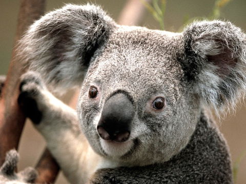 Potoroo Palace - Tourism Guide 0
