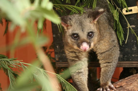 Potoroo Palace - Tourism Guide 3