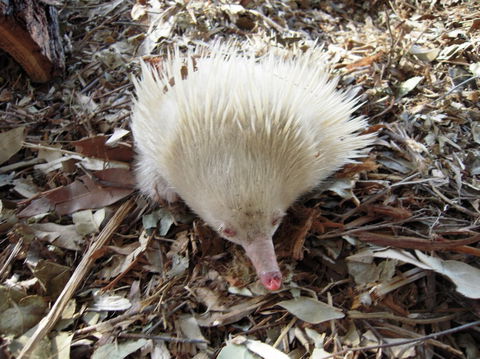 Potoroo Palace - Tourism Guide 4