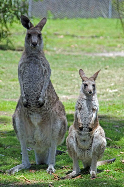 Potoroo Palace - Tourism Guide 5