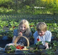 Blue Hills Berries  Cherries - Tourism Guide