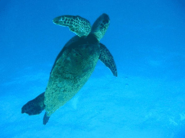 Redcliffe QLD Tourism Guide