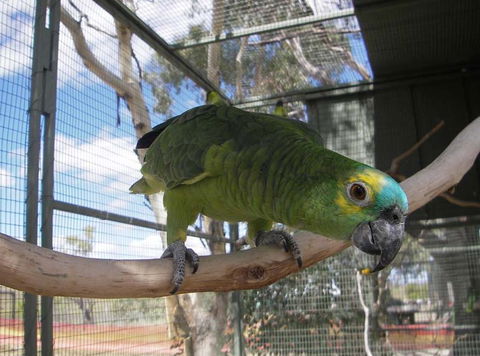 Darling Downs Zoo - Tourism Guide 1