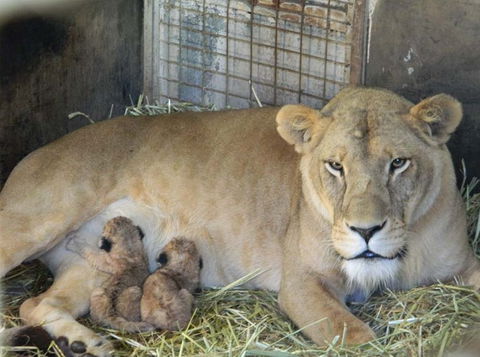 Darling Downs Zoo - Tourism Guide 2