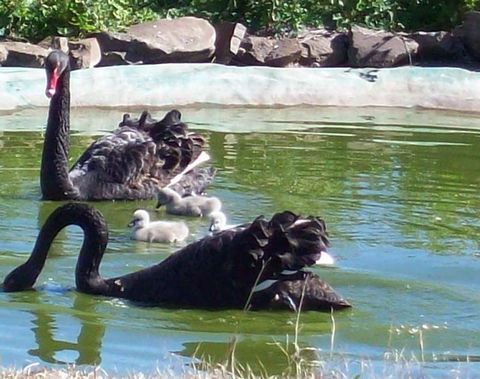 Darling Downs Zoo - Tourism Guide 3
