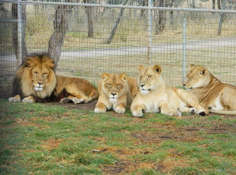Darling Downs Zoo - Tourism Guide 4