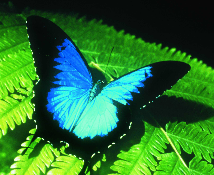 Australian Butterfly Sanctuary - Tourism Guide 0