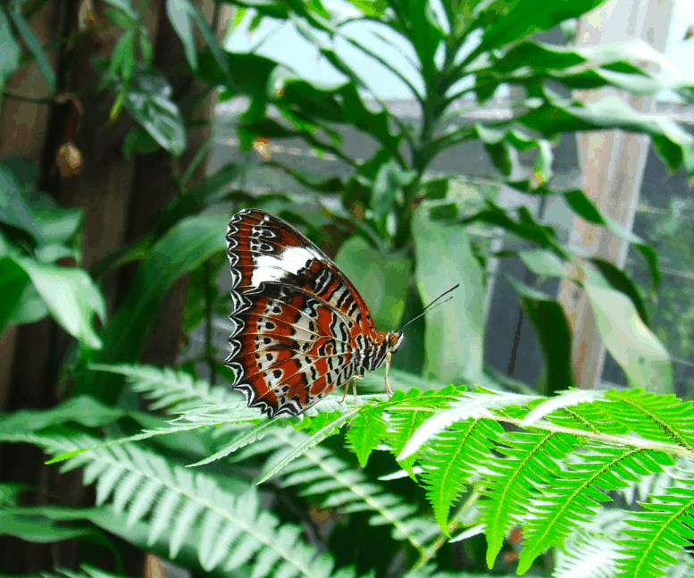 Australian Butterfly Sanctuary - Tourism Guide 1