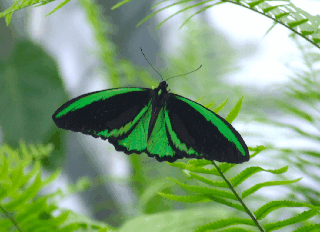 Australian Butterfly Sanctuary - Tourism Guide 2