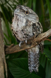 Currumbin Wildlife Sanctuary - Tourism Guide 2