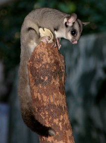 Currumbin Wildlife Sanctuary - Tourism Guide 3