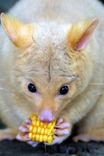 Currumbin Wildlife Sanctuary - Tourism Guide 4