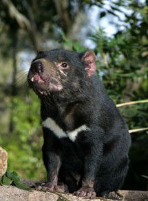 Currumbin Wildlife Sanctuary - Tourism Guide 7