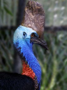 Currumbin Wildlife Sanctuary - Tourism Guide 8