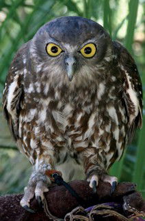 Currumbin Wildlife Sanctuary - Tourism Guide 9