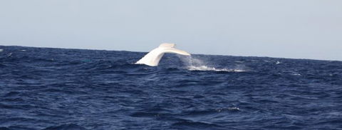 Australian Whale Watching - Tourism Guide 0