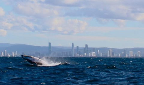 Australian Whale Watching - Tourism Guide 1