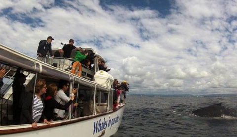 Australian Whale Watching - Tourism Guide 2
