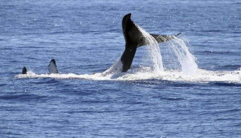 Australian Whale Watching - Tourism Guide 3