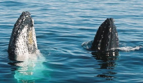 Australian Whale Watching - Tourism Guide 4
