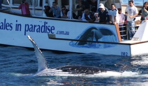 Australian Whale Watching - Tourism Guide 5