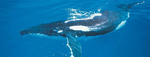 Australian Whale Watching - Tourism Guide 6