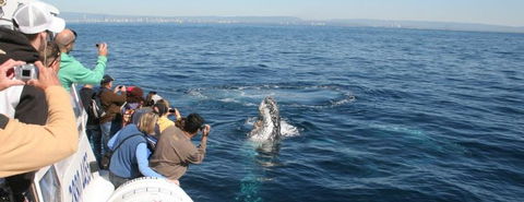 Australian Whale Watching - Tourism Guide 7