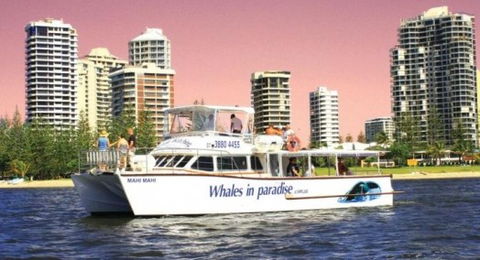Australian Whale Watching - Tourism Guide 8