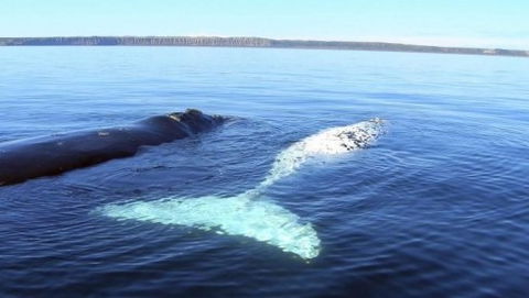 Australian Whale Watching - Tourism Guide 9