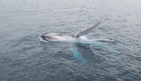 Australian Whale Watching - Tourism Guide 10