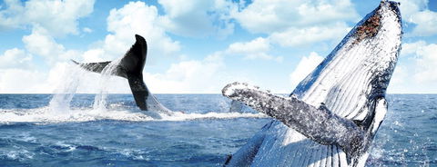 Australian Whale Watching - Tourism Guide 11