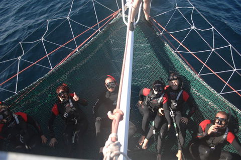 Dolphin Swim Australia - Tourism Guide 4