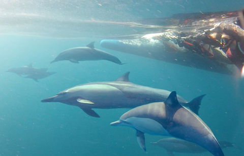 Dolphin Swim Australia - Tourism Guide 5