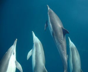 Dolphin Swim Australia - Tourism Guide 6