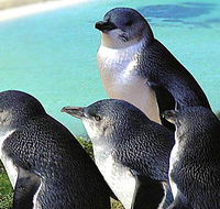 Rockingham Wild Encounters - Tourism Guide