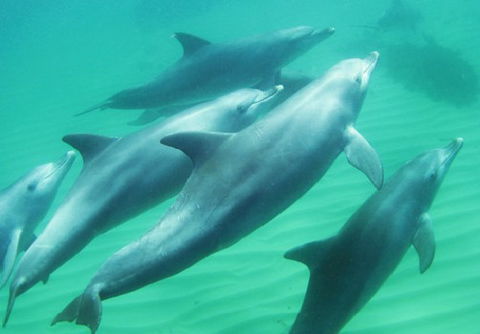 Rockingham Wild Encounters - Tourism Guide 4