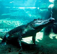 WILD LIFE Sydney Zoo - Travel Search