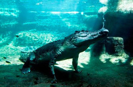WILD LIFE Sydney Zoo - Tourism Guide 0