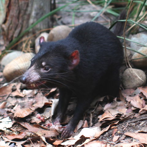 WILD LIFE Sydney Zoo - Tourism Guide 5