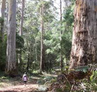 Warren River Loop Walk - Tourism Guide