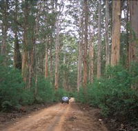 Boranup Drive - Tourism Guide