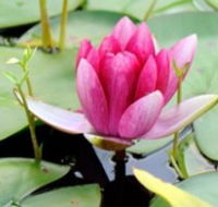 The Lotus Day Spa and Retreat - Tourism Guide