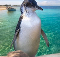 Penguin Island - Tourism Guide