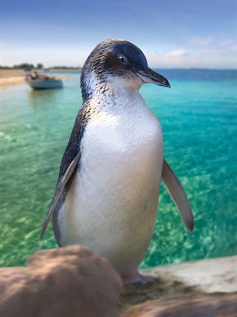 Penguin Island - Tourism Guide 0