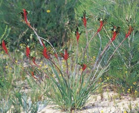 Kalbarri Wildflower Centre - Tourism Guide 0