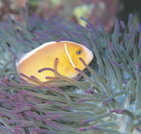 Rowley Shoals - Tourism Guide
