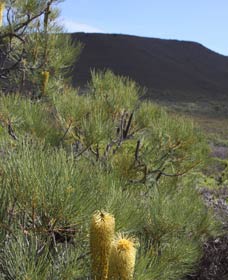 Lesueur Walk Trail, Mount Lesueur - Cruises Travel 0