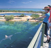 Shark Bay Marine Park - Tourism Guide