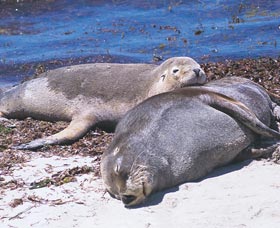 Carnac Island - Tourism Guide 0