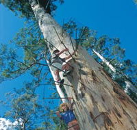 Dave Evans Bicentennial Tree - Tourism Guide